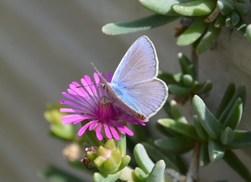 Polyommatus (Lysandra) bellargus